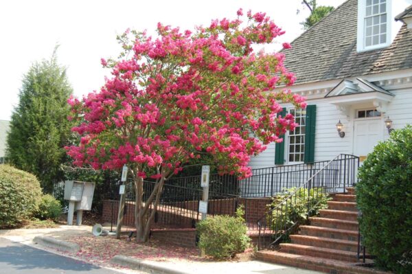 <i>Lagerstroemia indica</i> 'Bergerac' - Image 8