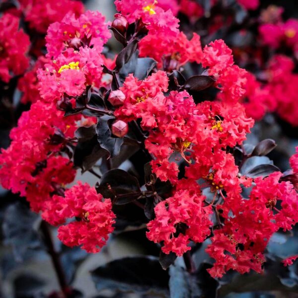 <i>Lagerstroemia indica</i> 'Crimson Red'