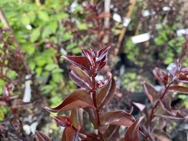 <i>Lagerstroemia indica</i> 'Crimson Red' - Image 8