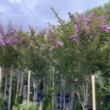 Rows of crape myrtle trees with vibrant purple blooms line a garden center. Green foliage contrasts with the delicate flowers, potted and supported by bamboo stakes.