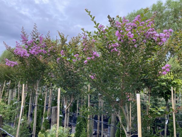 <i>Lagerstroemia indica</i> 'De'Puard' - Image 13