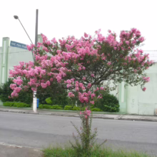 A small Crape Myrtle tree bursts with vibrant pink blossoms in a street-side planting, with "ABC Plaza Shopping" signage visible on a nearby building.