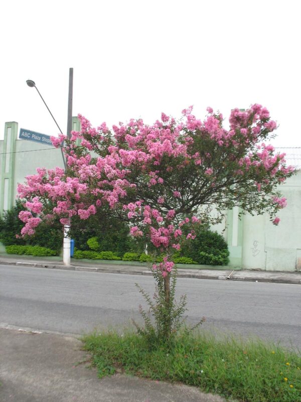 <i>Lagerstroemia indica</i> 'De'Puard' - Image 14