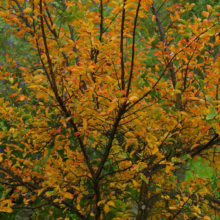 Tree with vibrant autumn foliage. Leaves transition from green to yellow and orange. A backdrop of lush green foliage with hints of purple flowers adds depth to the fall scene.