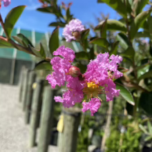 Close-up of vibrant pink Crape Myrtle blossoms with yellow stamens, set against a backdrop of lush green leaves and a blurred garden center. Blue sky peeks through the foliage, hinting at a sunny day.