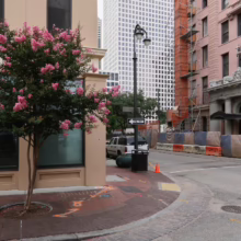 Pink crepe myrtle blooms beside a brick sidewalk in a city street scene. A "One Way" sign directs traffic near construction barriers and downtown buildings, creating an urban landscape.