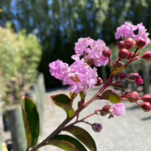 Close-up of a Crape Myrtle branch with clusters of light pink flowers and reddish-brown buds against a blurred green background. The leaves are dark green with reddish edges.