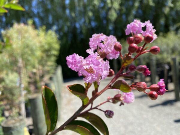 <i>Lagerstroemia indica</i> 'De'Puard' - Image 9