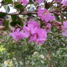 Close-up of vibrant pink Crape Myrtle flowers blooming on a branch, with dark green leaves and unopened buds. The soft focus background hints at a lush garden setting.