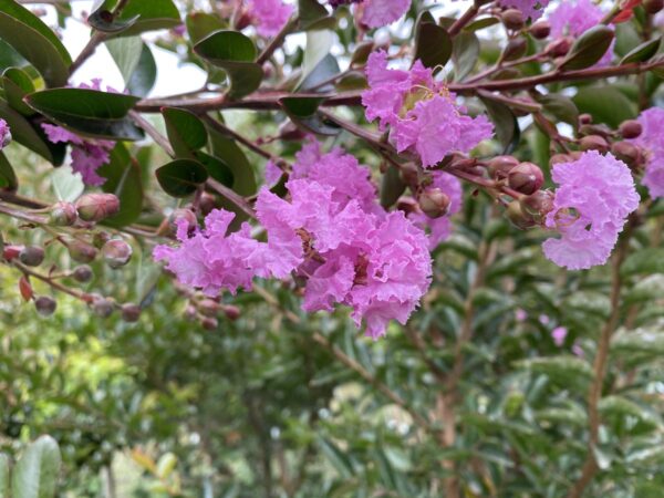 <i>Lagerstroemia indica</i> 'De'Puard' - Image 10