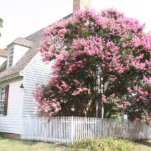 Lagerstroemia indica 'De'Puard' large tree.