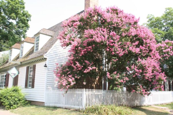 <i>Lagerstroemia indica</i> 'De'Puard' - Image 11