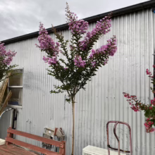 Lush pink crape myrtle tree in full bloom stands tall against a corrugated metal wall, adding vibrant color to an outdoor space with a wooden bench.