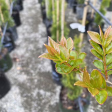Lagerstroemia indica 'De'Puard' foliage.