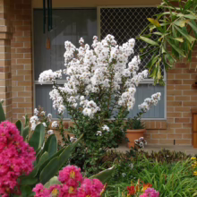 Lush garden scene featuring a white crape myrtle in full bloom, set against a brick house with a window. Pink crape myrtle blossoms add vibrant color to the foreground, with other plants and flowers completing the garden view.