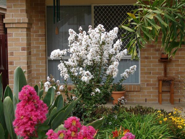 <i>Lagerstroemia indica</i> 'Kimono' - Image 10