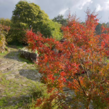 Lagerstroemia indica 'Kimono' autumn colour.