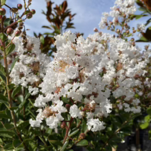 Lush white crape myrtle blooms in full flower, showcasing delicate, ruffled petals against a backdrop of green leaves and budding branches under a blue sky.