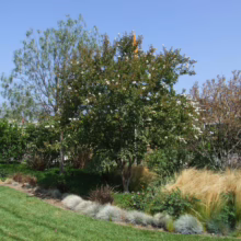 Lush garden scene with a blooming crape myrtle tree, its white flowers contrasting with green foliage. Ornamental grasses and manicured lawn create a serene landscape design.
