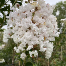 Close-up of a large, fluffy white crape myrtle flower cluster in full bloom, with green leaves visible in the background.