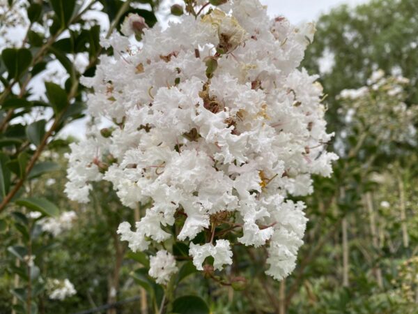 <i>Lagerstroemia indica</i> 'Kimono' - Image 5