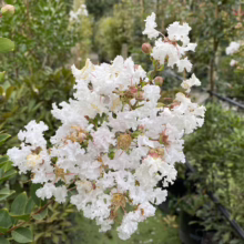 Lagerstroemia indica 'Kimono' flowers.