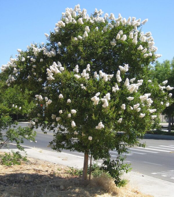 <i>Lagerstroemia indica</i> 'Kimono'