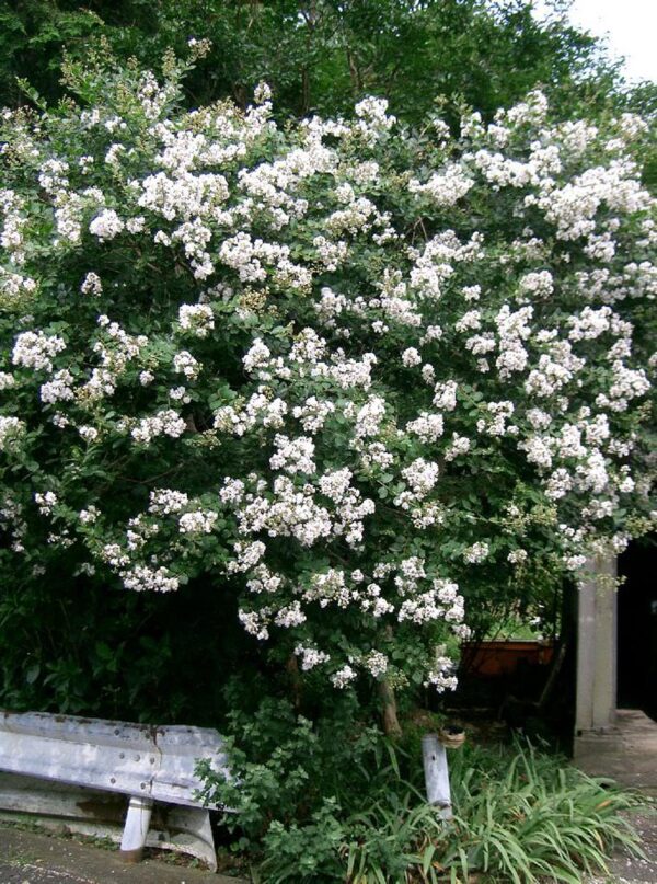 <i>Lagerstroemia indica</i> 'Kimono' - Image 7