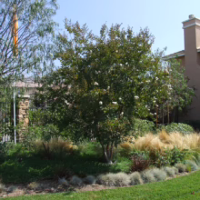 Lush garden featuring a crape myrtle tree with white blooms, ornamental grasses, and ground cover, creating a serene landscape design. A beige house with a chimney is visible in the background.