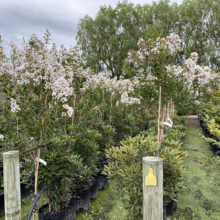 Rows of potted crape myrtle trees in full bloom, showcasing their white flowers at a plant nursery. Green foliage and a variety of plant sizes create a lush, textured scene.