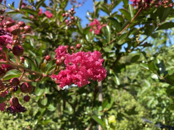 <i>Lagerstroemia indica</i> 'Saint Émilion' - Image 4