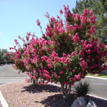 Vibrant pink crape myrtle tree in full bloom, adding color to a landscaped roadside. Gravel ground cover and a clear blue sky complete the picturesque scene.