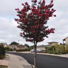 Lagerstroemia indica 'Saint Émilion' as a street tree.