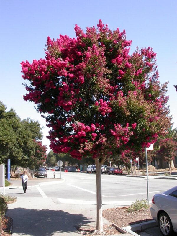 <i>Lagerstroemia indica</i> 'Saint Émilion'