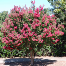 Lush crape myrtle tree bursting with vibrant pink blossoms against a backdrop of green foliage and a clear blue sky. The tree's smooth, multi-trunked base is visible, adding to its ornamental appeal.
