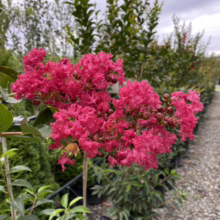 Close-up of vibrant pink crape myrtle blossoms in full bloom, showcasing their ruffled petals. The tree stands in a garden center, surrounded by other potted plants and a gravel path.