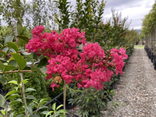 <i>Lagerstroemia indica</i> 'Saint Émilion' - Image 8