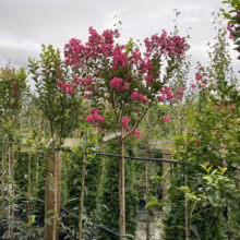 A vibrant pink Crape Myrtle tree stands out among other trees in a garden center. The tree's profuse blooms create a stunning focal point, showcasing its beauty as a landscape tree.