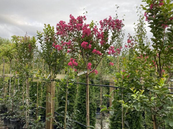 <i>Lagerstroemia indica</i> 'Saint Émilion' - Image 9