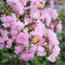 Close-up of pink Crape Myrtle blossoms with delicate, ruffled petals and bright yellow stamens, set against a soft green background.