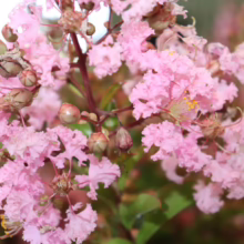 Close-up of pink crepe myrtle blossoms, showcasing delicate, ruffled petals and buds. A vibrant floral display with rich color and texture.