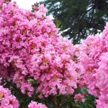 Close-up of vibrant pink crape myrtle blossoms in full bloom against a soft green and cloudy sky. The delicate petals create a lush, textured effect, showcasing the beauty of summer flowering trees.