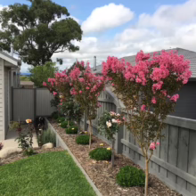 Row of pink crape myrtle trees lining a backyard fence. Lush green lawn and mulched garden bed create a serene outdoor space under a blue sky with fluffy clouds.