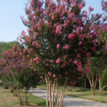 Row of crape myrtle trees in full bloom, showcasing vibrant pink flowers against a clear blue sky. The trees line a gravel path, their smooth, light-colored trunks adding to the picturesque scene.