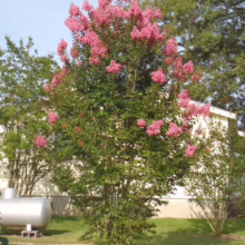 A vibrant crape myrtle tree bursts with pink blossoms against a backdrop of green foliage and a clear blue sky. The tree stands prominently in a grassy yard, adding a splash of color to the landscape.