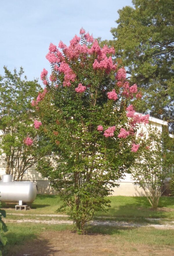 <i>Lagerstroemia indica</i> x <i>fauriei</i> 'Sioux' - Image 7