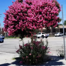 A vibrant crape myrtle tree bursts with pink blooms on a sunny street corner. The tree's canopy is dense with flowers, contrasting against the blue sky. Smaller shrubs with similar pink blossoms surround the base.