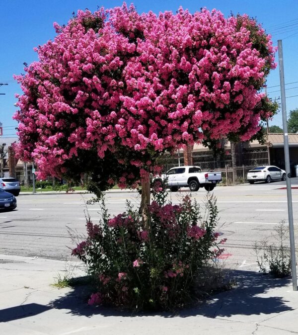 <i>Lagerstroemia indica</i> x <i>fauriei</i> 'Sioux' - Image 8