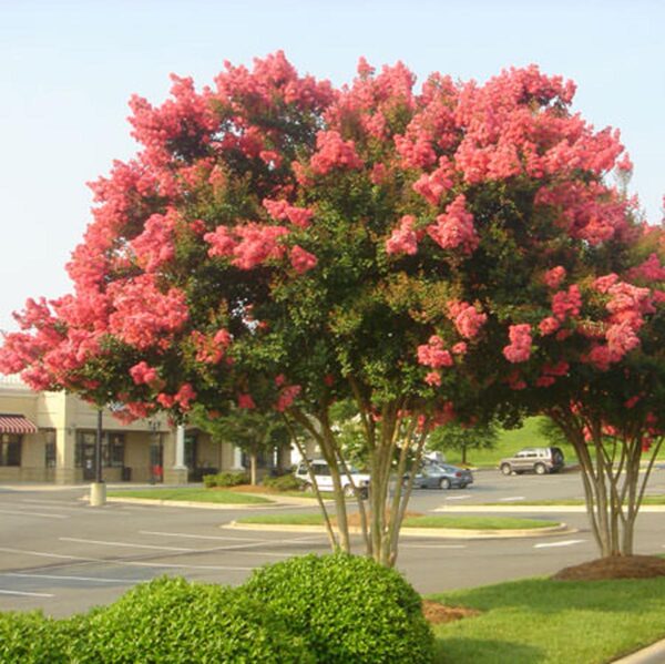 <i>Lagerstroemia indica</i> x <i>fauriei</i> 'Tuscarora'