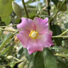 Close-up of a pink and white Stewartia flower with a bright yellow center, surrounded by green leaves and unopened buds. The delicate petals have a slightly ruffled edge.